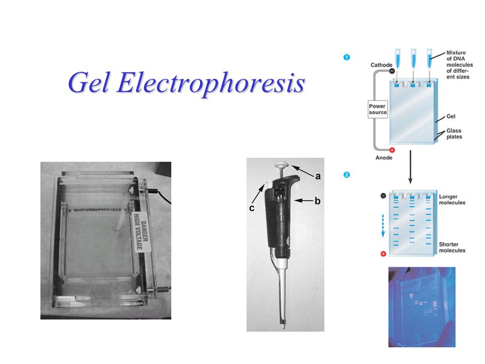 Gel Electrophoresis Overview